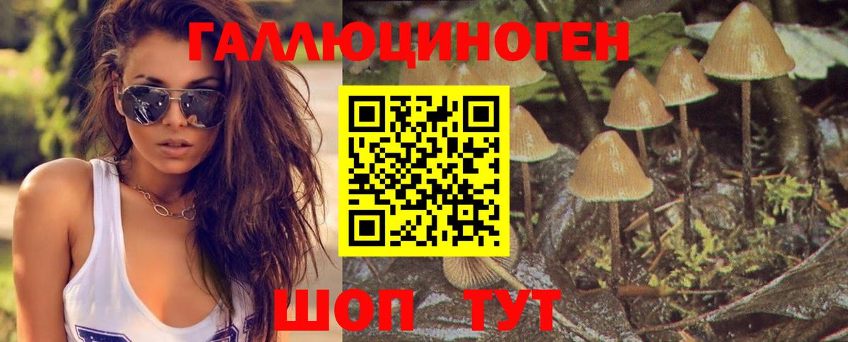 Псилоцибиновые грибы Psilocybe Конаково